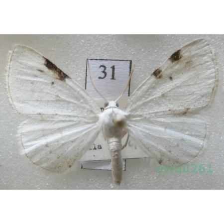Lomographa bimaculata (Fabricius, 1775) Czech31